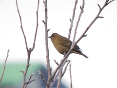 Procarduelis nipalensis