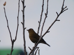 Procarduelis nipalensis