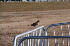 Turdus philomelos clarkei