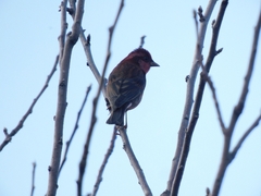 Carpodacus