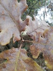 Quercus pubescens