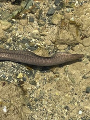 Gymnothorax pseudothyrsoideus