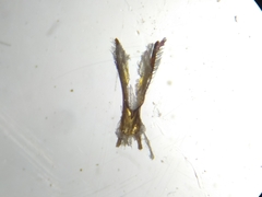 Macrotera sinaloana