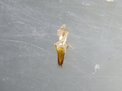 Macrotera sinaloana