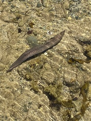 Gymnothorax pseudothyrsoideus