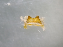 Macrotera sinaloana