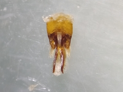Macrotera sinaloana