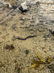 Gymnothorax pseudothyrsoideus