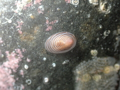 Atalacmea multilinea