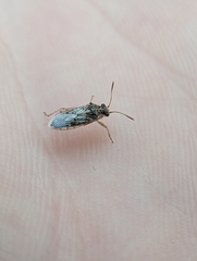 Brachycarenus tigrinus