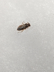 Brachycarenus tigrinus