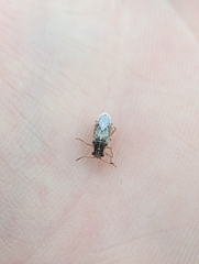 Brachycarenus tigrinus