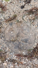Catostylus mosaicus
