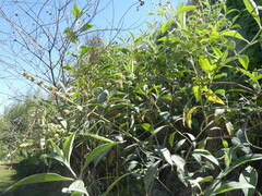 Buddleja americana
