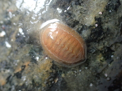 Chiton glaucus