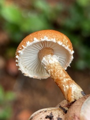 Cystodermella adnatifolia