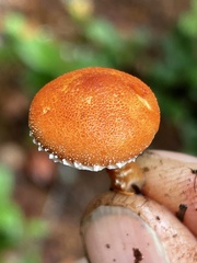 Cystodermella adnatifolia