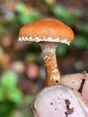 Cystodermella adnatifolia