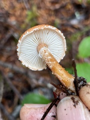 Cystodermella adnatifolia