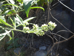 Buddleja americana