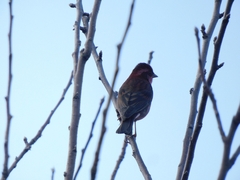 Carpodacus