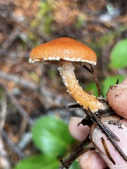 Cystodermella adnatifolia