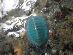Chiton glaucus