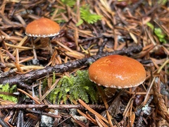 Cystodermella adnatifolia