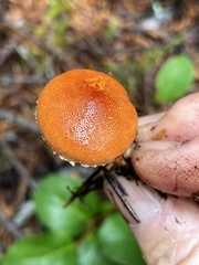 Cystodermella adnatifolia
