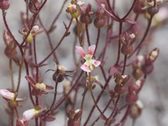 Stylidium calcaratum