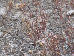 Stylidium calcaratum
