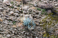 Agave deserti