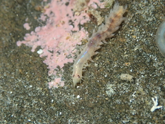 Neanthes cricognatha