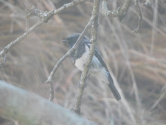 Phoenicurus coeruleocephala