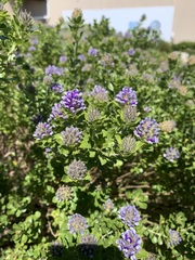 Psoralea fruticans