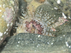 Anthopleura rosea
