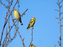 Chloris spinoides