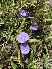 Convolvulus sabatius