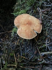 Cystodermella adnatifolia