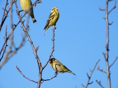 Chloris spinoides