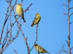 Chloris spinoides