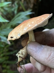 Cystodermella adnatifolia