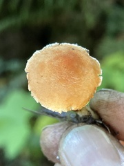 Cystodermella adnatifolia