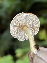 Cystodermella adnatifolia