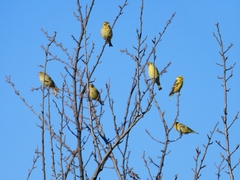 Chloris spinoides
