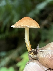 Cystodermella adnatifolia