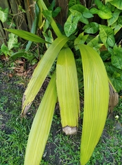 Molineria capitulata