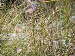 Stylidium crassifolium