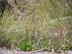 Stylidium crassifolium