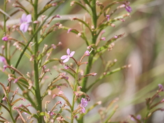 Stylidium crassifolium